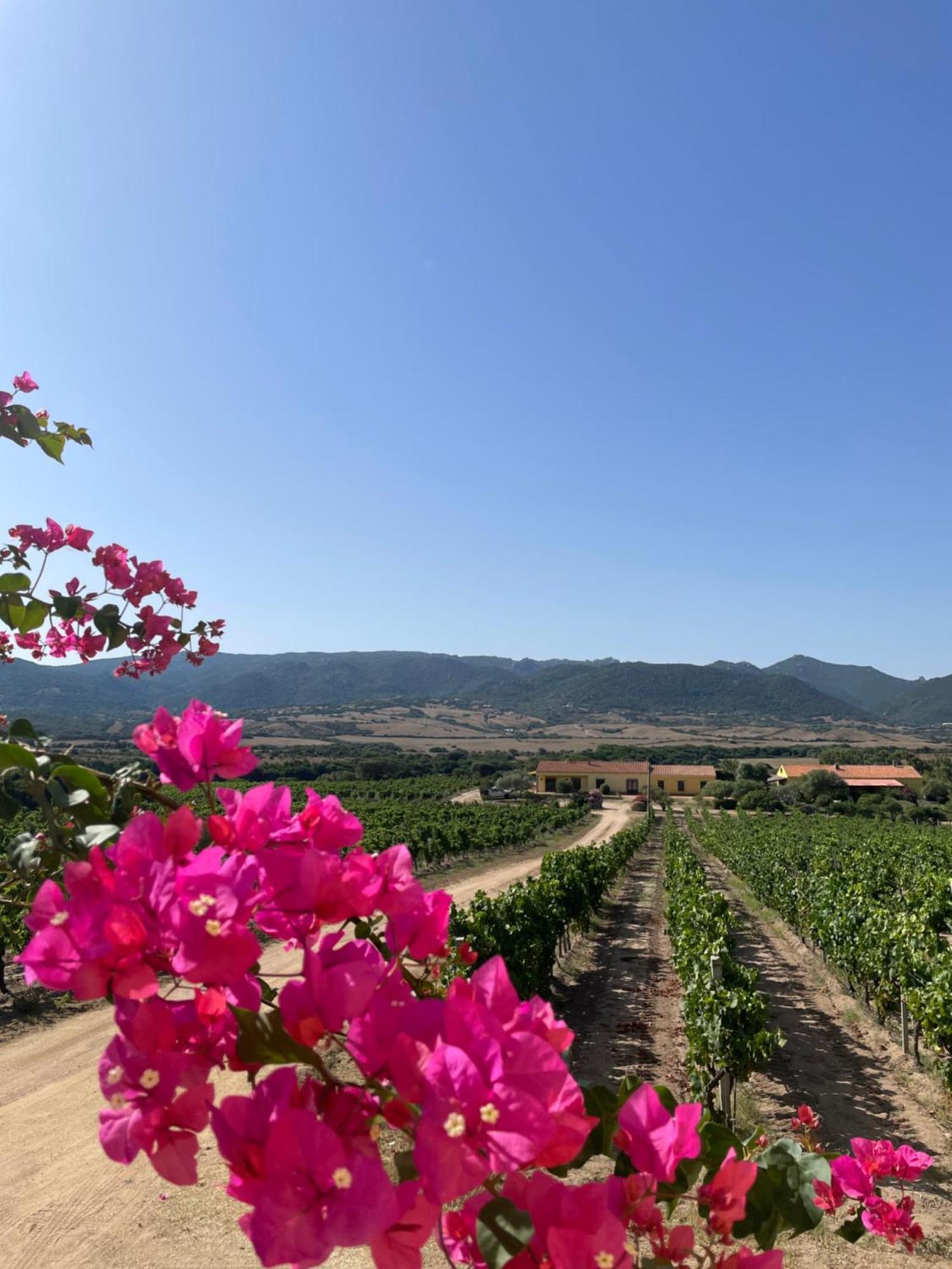 Agriturismo Campesi Casale Tra Le Vigne Aglientu Luaran gambar